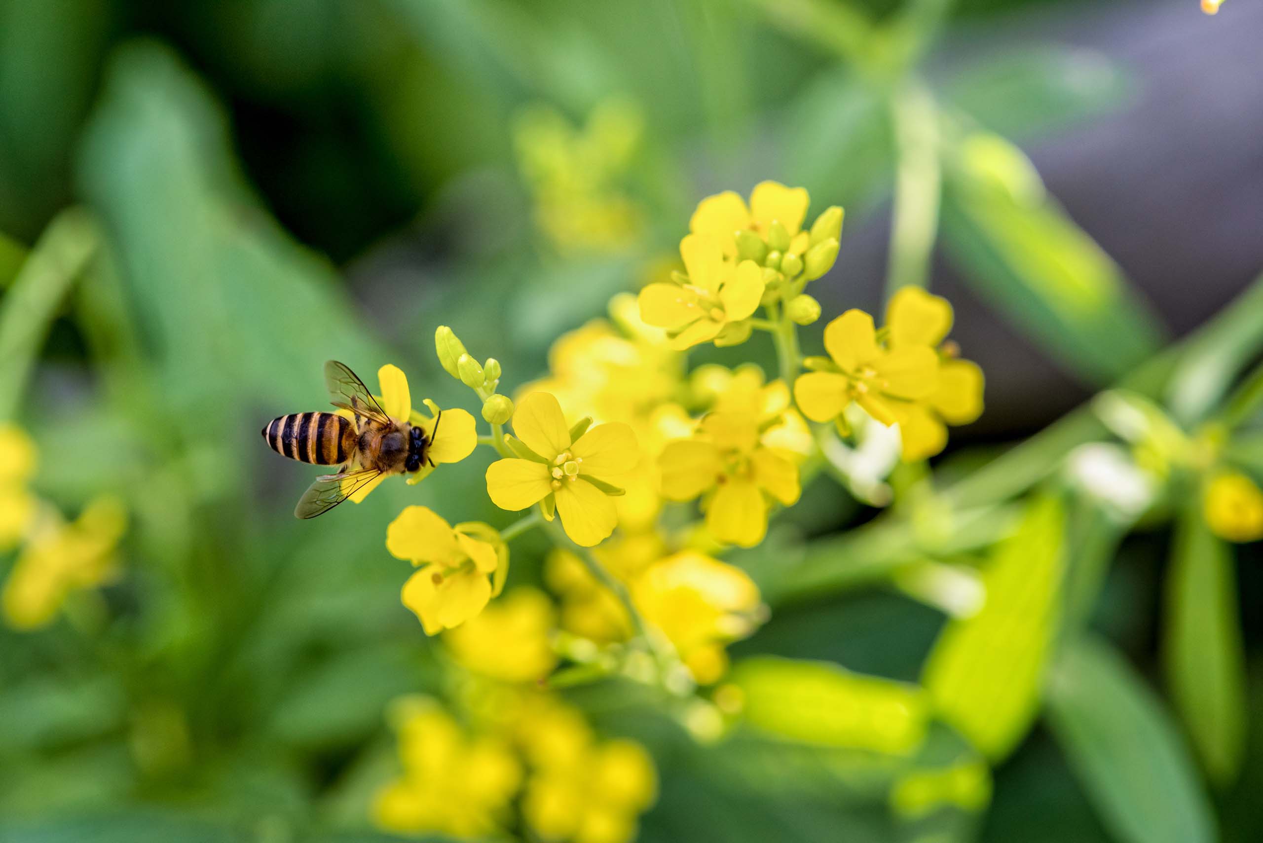 Eine Biene auf gelben Blumen in der Natur.