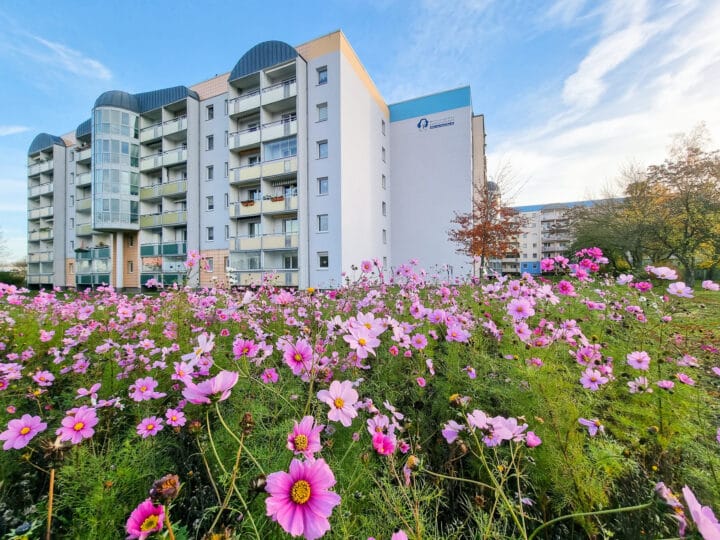 Rosafarbige Blumen vor einem sechsstöckigem Wohnhaus